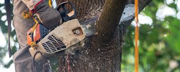 Best Tree Preservation Services  in Corcoran, CA