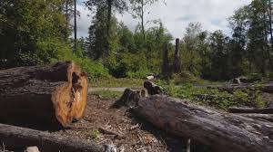 Best Emergency Tree Removal  in Corcoran, CA