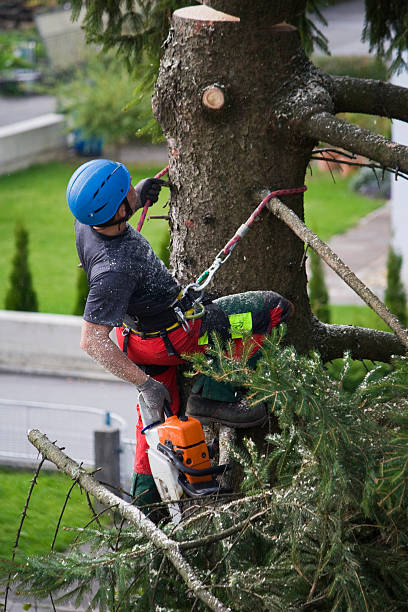 Tree Care Services