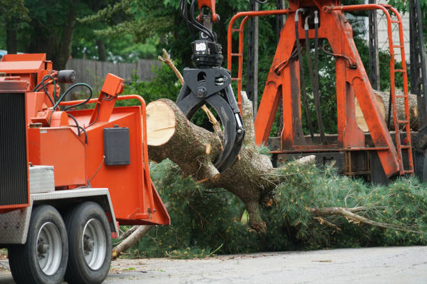 Professional Tree Care Services in Corcoran, CA